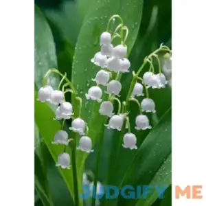 Lily Of The Valley Buy 1 Get 1 Free