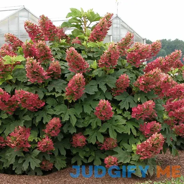 'Ruby Slippers' Oakleaf Hydrangea | One Quart 'Ruby Slippers' Oakleaf Hydrangea | One Quart