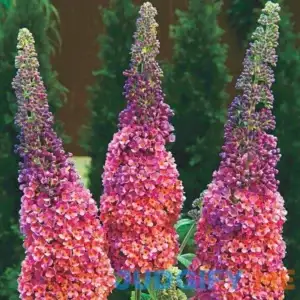 Spring Hill Nurseries Kaleidoscope Butterfly Bush Dormant Bare Root Flowering Starter Shrub 93726
