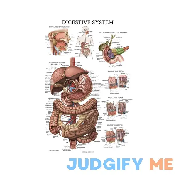 Palace Learning Laminated Digestive System Anatomical Chart - Gastrointestinal Anatomy Poster 18" x 24" Palace Learning Laminated Digestive System Anatomical Chart - Gastrointestinal Anatomy Poster 18" x 24"