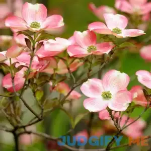 Cherokee Brave Dogwood Tree