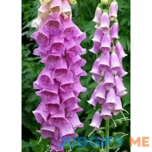 Purple Foxglove 100 Seeds - Digitalis Purpurea Flower Seed