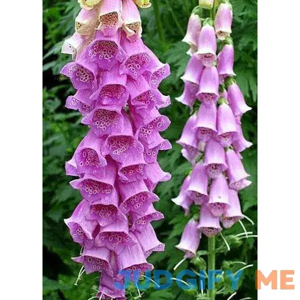 Purple Foxglove 100 Seeds - Digitalis Purpurea Flower Seed Purple Foxglove 100 Seeds - Digitalis Purpurea Flower Seed
