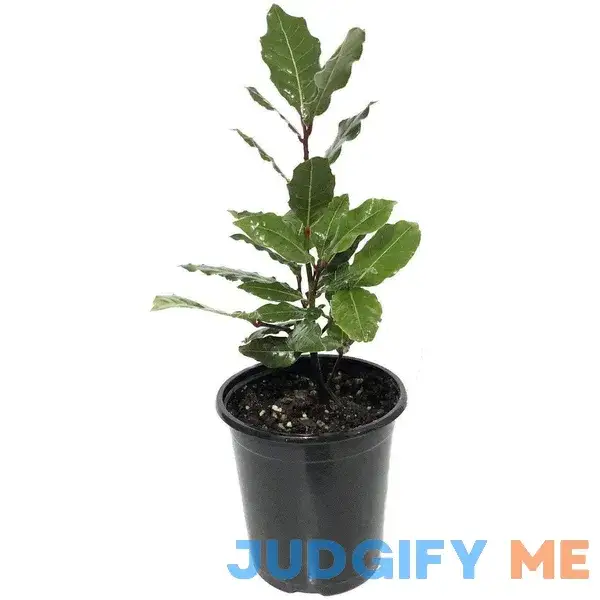 Laurus nobilis - 'Bay Leaf Tree' - Bay Laurel or Sweet Bay - Live Plant Laurus nobilis - 'Bay Leaf Tree' - Bay Laurel or Sweet Bay - Live Plant