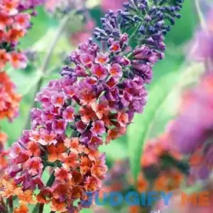 Bicolor Butterfly Bush