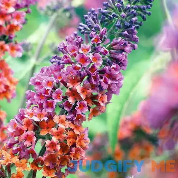 Bicolor Butterfly Bush Bicolor Butterfly Bush