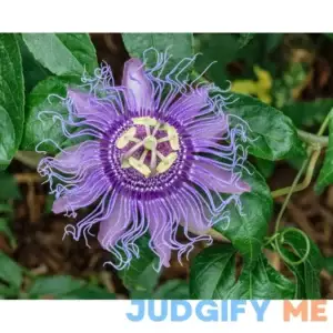 5pcs Passion Flower (Passiflora incarnata)