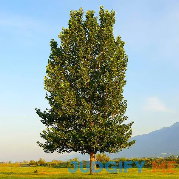 Superior Hybrid Poplar Tree Superior Hybrid Poplar Tree