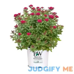Proven Winners 2 Gal. Double Play Doozie Spirea Shrub