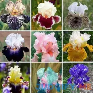 35pcs Rare Heirloom Iris Seeds Beautiful and Colorful Blooms for Your Garden