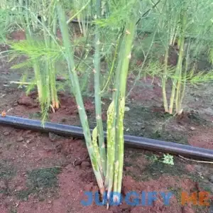 5 Asparagus Plants