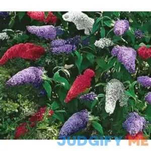 Multi-Color Butterfly Bush Mix jocad