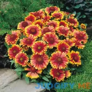 'Arizona Sun' Blanket Flower | One Quart