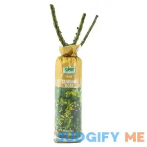 Climbing Expert Gardener Rose Bush in Assorted Bloom Colors