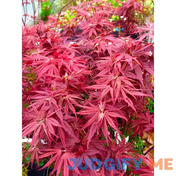 Pixie Dwarf Japanese Maple 2 - Year Live Tree Pixie Dwarf Japanese Maple 2 - Year Live Tree