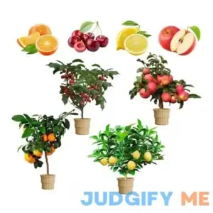GMBTHO Mix Dwarf Bonsai Fruit Tree Seeds for Planting 50+ Lemon Tree Seeds 50+ Cherry Tree Seeds 50+