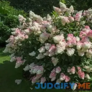 Brighter Blooms Vanilla Strawberry Hydrangea Shrub