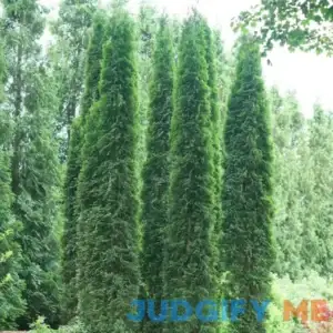 Full Speed A Hedge 'Thin Man' Arborvitae | One Gallon