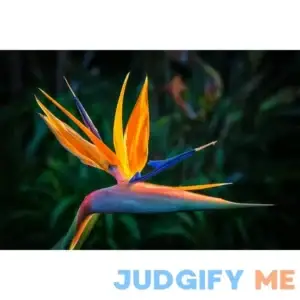 Orange Bird of Paradise Flower Seeds - 5 Seeds to Grow - Great Indoor Tropical Plant or Bonsai - Strelitzia Reginae