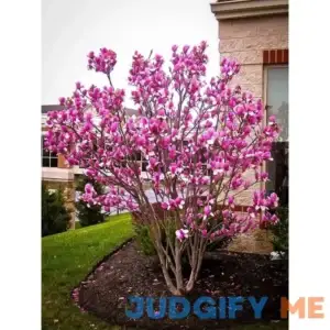 Ann Magnolia #3 Container