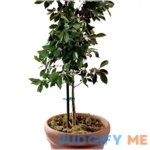 Panacea Sturdy Plant Stake