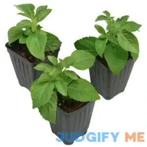 2.5 in. Lantana Bloomify Red Plant