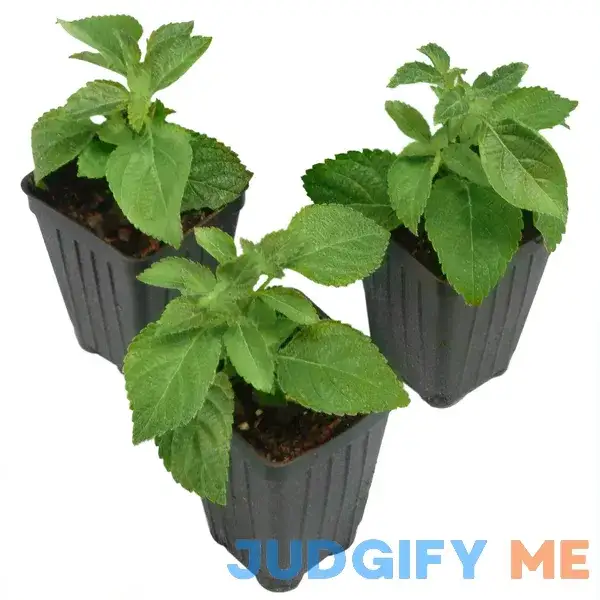 2.5 in. Lantana Bloomify Red Plant 2.5 in. Lantana Bloomify Red Plant