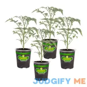 Bonnie Plants Tomato-Super Sweet 100
