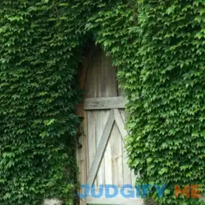 Boston Ivy | One Quart