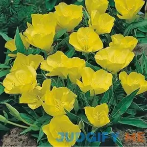 Evening Primrose 100+ Seeds Newly Harvested