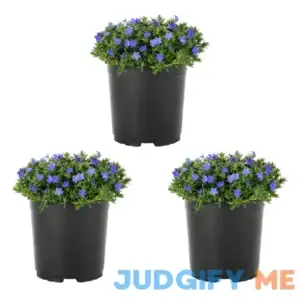Expert Gardener 2.5qt Blue Lithodora Live Plants with Grower Pot