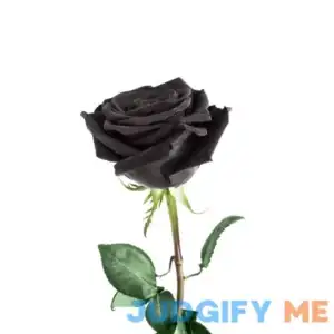 Rare Black Rose Seeds for Planting Heirloom No-GMO 200+ Beautiful Flower Seeds Home Garden Bonsai