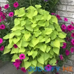 Sweet Potato Vine - PROVEN SELECTIONS - Margarita' Ipomoea - 4.33" Grande Pot