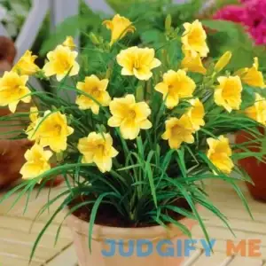 Van Zyverden Dormant Bare Plant Root Stella D'oro Daylily