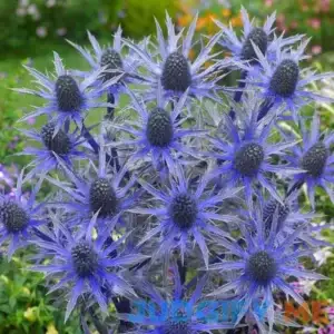 Big Blue Sea Holly 1 Per Package Blue Eryngium zabelii 'Big Blue' USPP#20636
