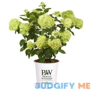 Proven Winners 2 Gal. Little Lime Hydrangea Shrub
