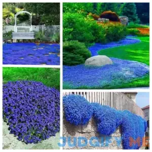 Magic Creeping Thyme Seeds - 15000+ Creeping Thyme Seeds Dwarf Ground Cover Plants Seeds Heirloom Non-GMO Thymus Serpyllum Seeds
