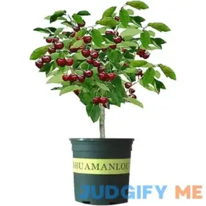 Black Cherry Fruit Tree Live Plant Seedling - Prunus serotina