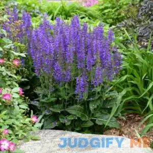 Spring Hill Nurseries Indiglo Girl Salvia Live Bareroot Perennial Plant Flowers Blue 80572