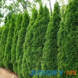 2.5 qt. Arborvitae Emerald Green Shrub