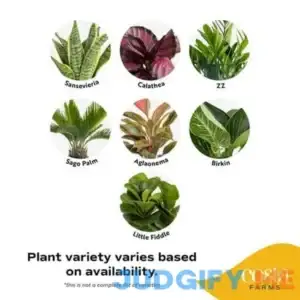 Costa Farms Plants with Benefits Live Indoor Plant Premium Asst Foliage in Self-Watering 6in Pot