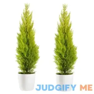 1-Gal. Lemon Cypress Tree with Citrusy Aroma and Golden Evergreen Foliage