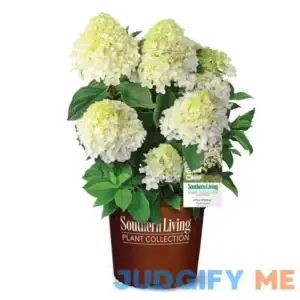 Southern Living 2 Gal. White Wedding Hydrangea Shrub