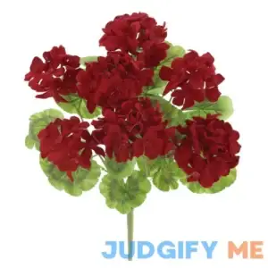 Geranium Bush by Ashland