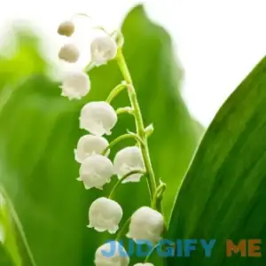 5 Lilies of The Valley Bulbs