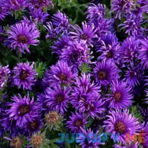 Spring Hill Nurseries Wow! Blue Flowering Aster Dormant Bareroot Flowering Starter Plant 91922