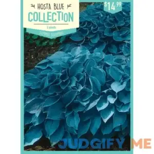 Meijer Hosta Blue Mixed 5Ct