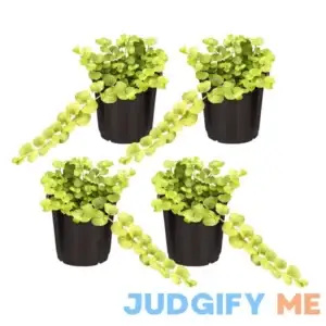 Live Lysimachia Plant Creeping Jenny Healthy Trailing Plant Beautiful Spring Accent