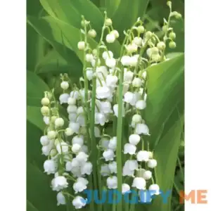 Van Zyverden Lily of The Valley Roots