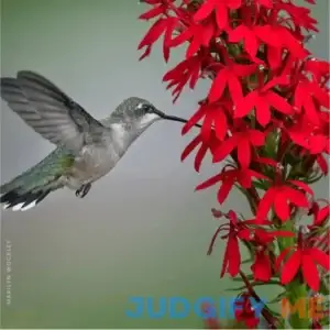 Cardinal Flower Plant Sets (II) 3-Pack